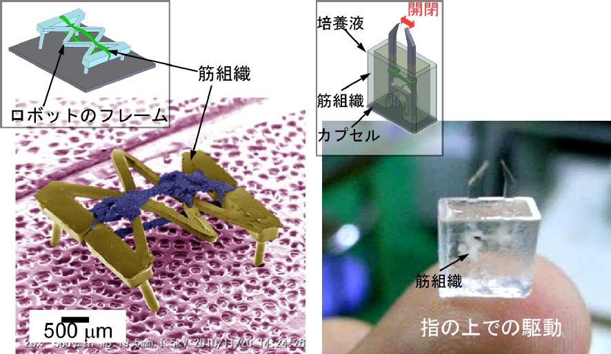 生体の筋肉によって動くデバイスの例（左）自律歩行するマイクロロボット，（右）大気中で動くマイクロピンセット